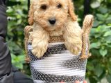 Apricot Kayısı Renk Toy Poodle Bebeklerimiz