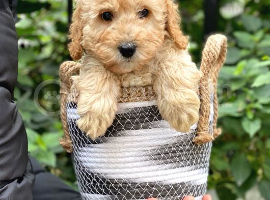 Apricot Kayısı Renk Toy Poodle Bebeklerimiz görsel