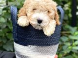 Sevimli Apricot Toy Poodle Bebeklerimiz