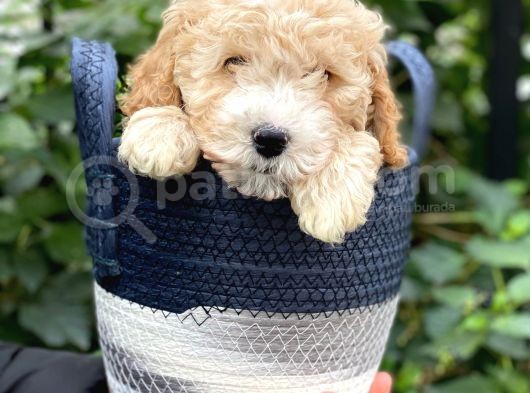 Sevimli Apricot Toy Poodle Bebeklerimiz görsel