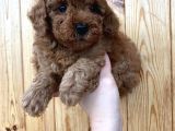 Red Brown Toy Poodle Erkek Yavrularımız