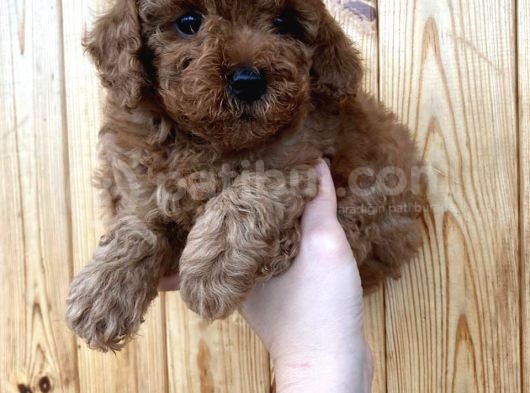 Red Brown Toy Poodle Erkek Yavrularımız görsel