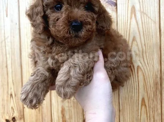 Red Brown Toy Poodle Erkek Yavrularımız