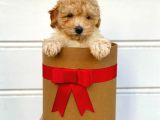 Irk Ve Sağlık Garantili Apricot Toy Poodle Yavrularımız