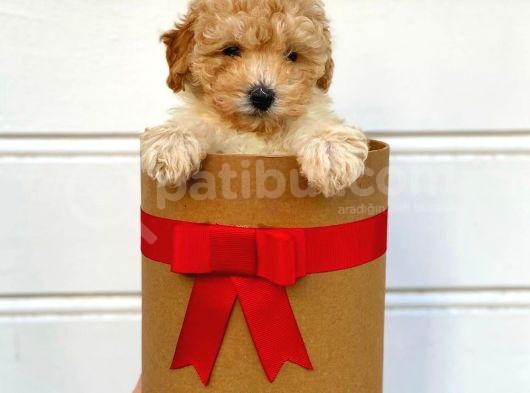 Irk Ve Sağlık Garantili Apricot Toy Poodle Yavrularımız görsel