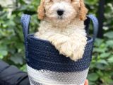Sevimli Apricot Toy Poodle Bebeklerimiz