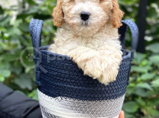Sevimli Apricot Toy Poodle Bebeklerimiz görsel