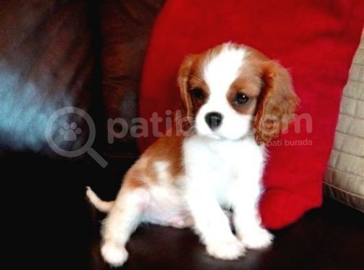 Cavalier King Charles Yavrular görsel