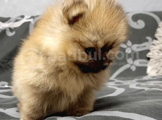 Pomerian Erkek Yavrum Sahibini Ariyor görsel