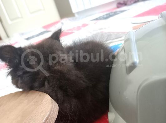 Bri̇ti̇sh Shorthai̇r Yavrumuz Bi̇tter Çi̇kolata görsel