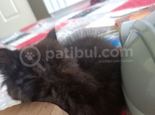 Bri̇ti̇sh Shorthai̇r Yavrumuz Bi̇tter Çi̇kolata görsel
