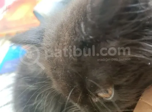 Bri̇ti̇sh Shorthai̇r Yavrumuz Bi̇tter Çi̇kolata