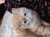 Cins,oyuncu,sağlıklı,tombul kedim, erkek