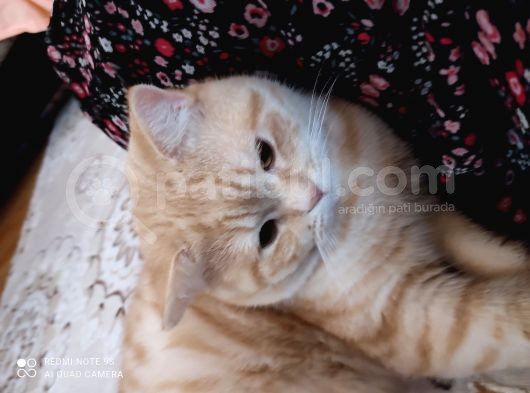 Cins,Oyuncu,Sağlıklı,Tombul Kedim, Erkek görsel
