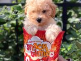 Tüy Dökmeyen Koku Yapmayan Toy Poodle Yavruları