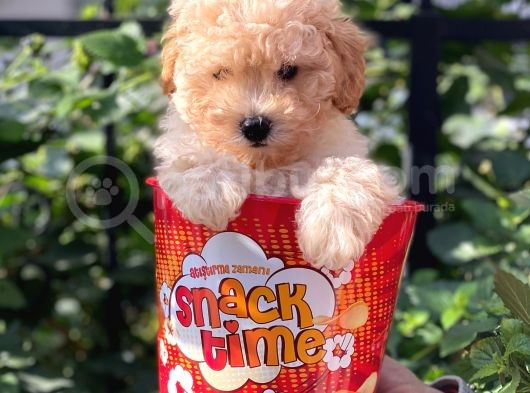 Tüy Dökmeyen Koku Yapmayan Toy Poodle Yavruları görsel