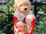 Tüy Dökmeyen Koku Yapmayan Toy Poodle Yavruları