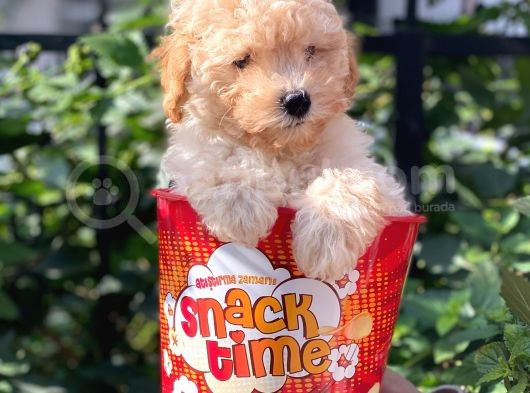 Tüy Dökmeyen Koku Yapmayan Toy Poodle Yavruları görsel