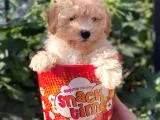 Tüy Dökmeyen Koku Yapmayan Toy Poodle Yavruları
