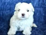 Safkan Maltese Terrier 2 Aylık Erkek Yavru