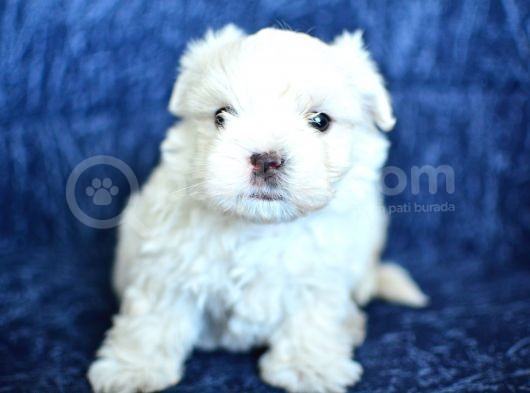 Safkan Maltese Terrier 2 Aylık Erkek Yavru görsel