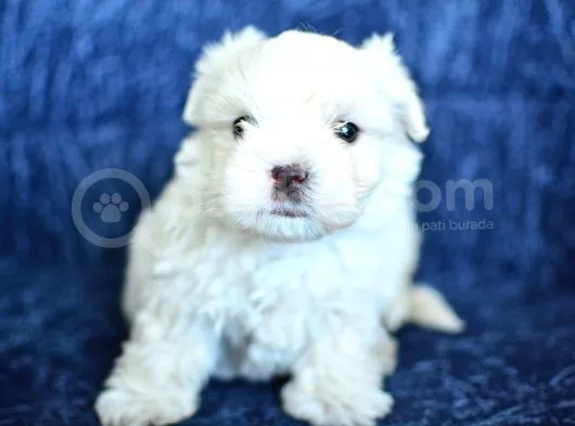 Safkan Maltese Terrier 2 Aylık Erkek Yavru