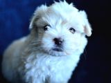 Safkan Maltese Terrier 2 Aylık Erkek Yavru