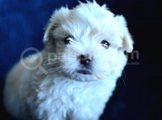 Safkan Maltese Terrier 2 Aylık Erkek Yavru görsel
