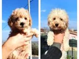 Silver (Gümüş) Ve Apricot Anne Altı Sağlıklı Aşılı Karneli Yavru