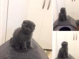 Mükemmel Kalite Olan Scottish Fold Yavrumuz Yeni Ailesine Teslime Hazır.