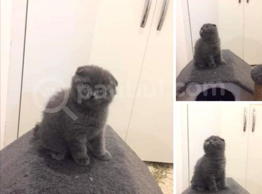 Mükemmel Kalite Olan Scottish Fold Yavrumuz Yeni Ailesine Teslime Hazır. görsel