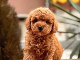 Toypoodle Orji̇nal Teacup