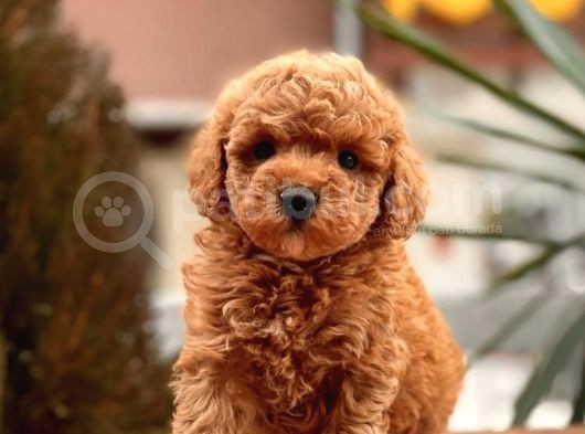 Toypoodle Orji̇nal Teacup görsel