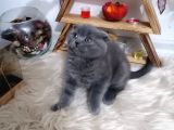 Mükemmel Kalite Olan Scottish Fold Yavrumuz Yeni Ailesine Teslime Hazır.