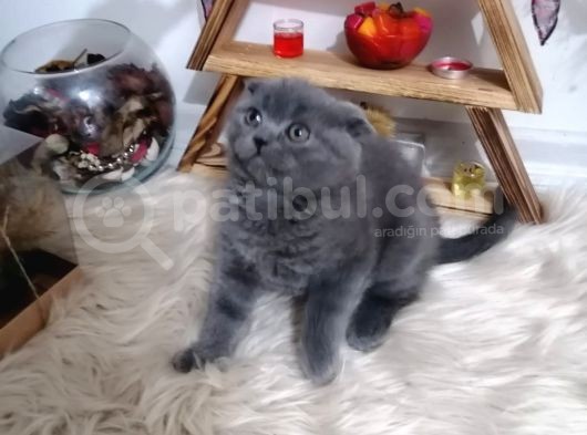 Mükemmel Kalite Olan Scottish Fold Yavrumuz Yeni Ailesine Teslime Hazır. görsel