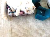 Scottish Fold Oğlumuza Ankaradan Es Ariyoruz
