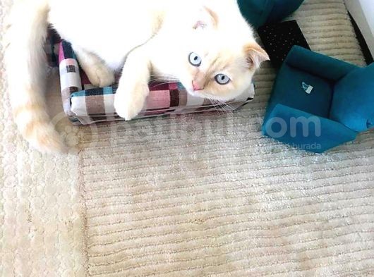 Scottish Fold Oğlumuza Ankaradan Es Ariyoruz görsel