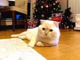 Scottish Fold Oğlumuza Ankaradan Es Ariyoruz