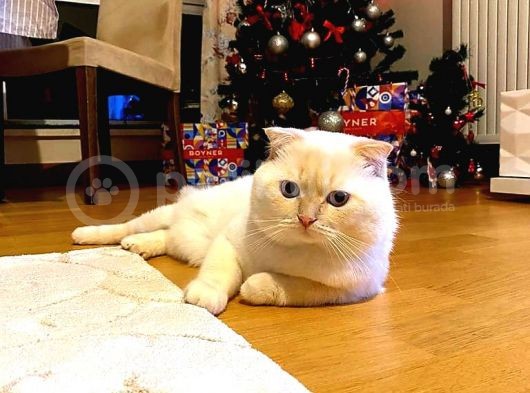 Scottish Fold Oğlumuza Ankaradan Es Ariyoruz görsel