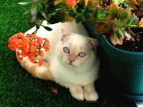 Scottish Fold Oğlumuza Ankaradan Es Ariyoruz