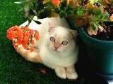 Scottish Fold Oğlumuza Ankaradan Es Ariyoruz