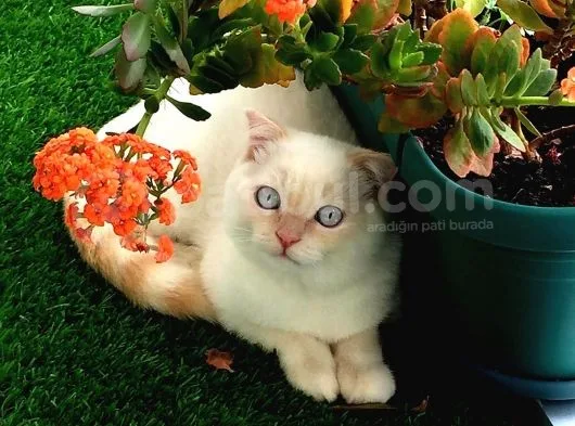 Scottish Fold Oğlumuza Ankaradan Es Ariyoruz