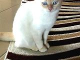 Scottish Fold Oğlumuza Ankaradan Es Ariyoruz