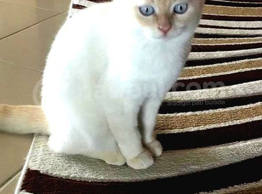 Scottish Fold Oğlumuza Ankaradan Es Ariyoruz görsel