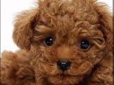 Toypoodle Orji̇nal Teacup