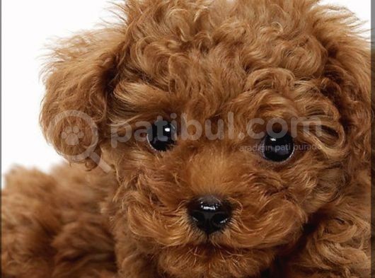 Toypoodle Orji̇nal Teacup görsel