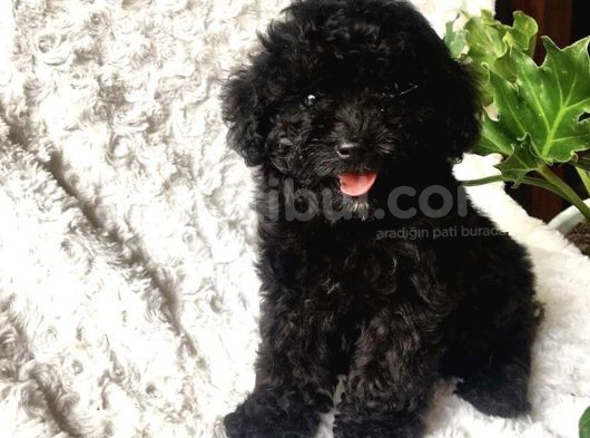 Eşsiz Güzellikte Safkan Black Poodle Yavrumuz görsel