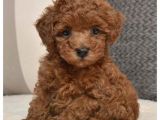 Toypoodle Orji̇nal Teacup