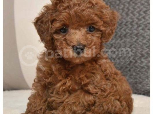 Toypoodle Orji̇nal Teacup görsel