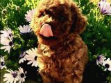 Toypoodle Orji̇nal Teacup